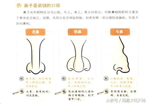 龍鼻面相